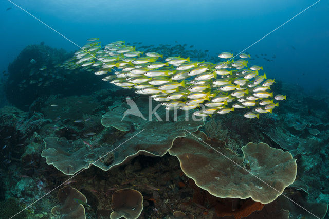 Bigeye snapper (Lutjanus lutjanus)