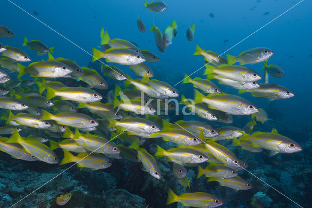 Bigeye snapper (Lutjanus lutjanus)