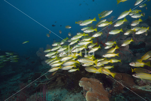 Bigeye snapper (Lutjanus lutjanus)