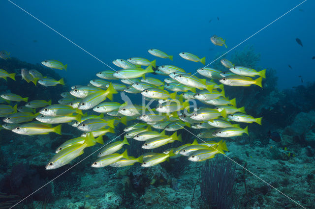 Bigeye snapper (Lutjanus lutjanus)