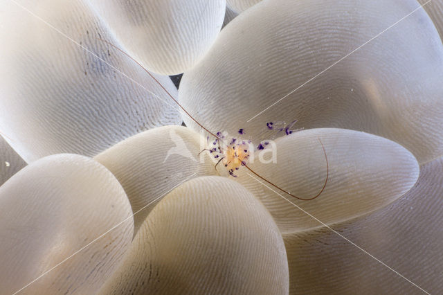 Bubble coral shrimp (Vir philippinessis)