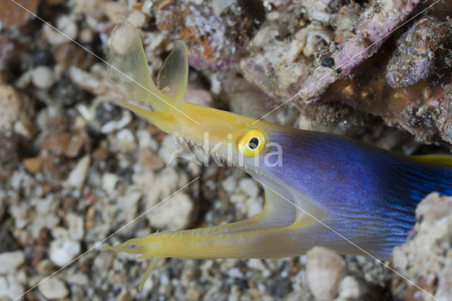 Ribbon moray eel (Rhinomuraena quaesita)