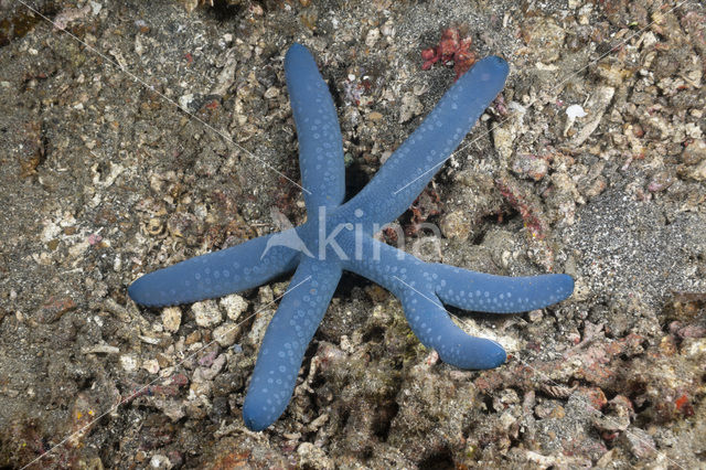 Blauwe Zeester (Linckia laevigata)