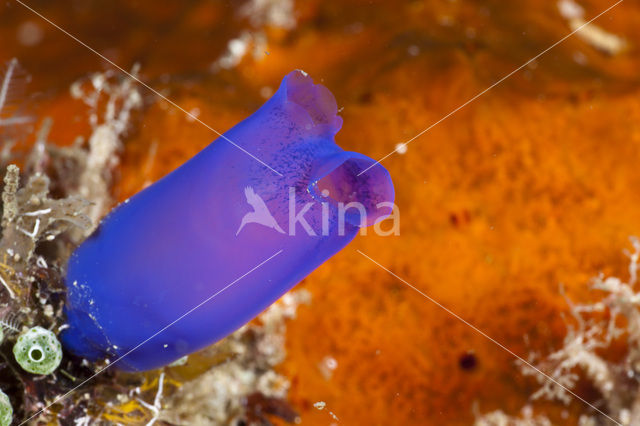 Blue Tunicate (Rhopalaea morph)