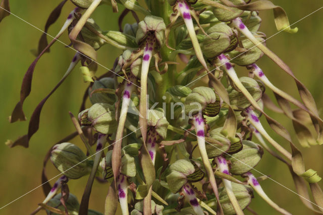 Lizard Orchid (Himantoglossum hircinum)