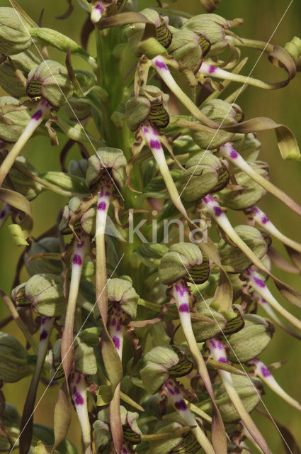 Bokkenorchis (Himantoglossum hircinum)