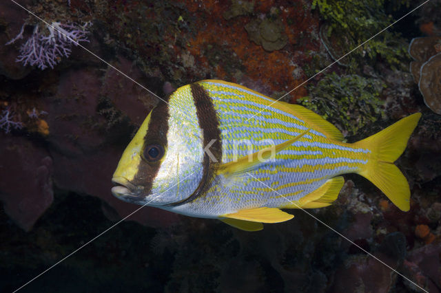 Porkfish (Anisotremus virginicus)