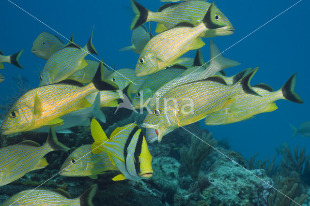 Porkfish (Anisotremus virginicus)