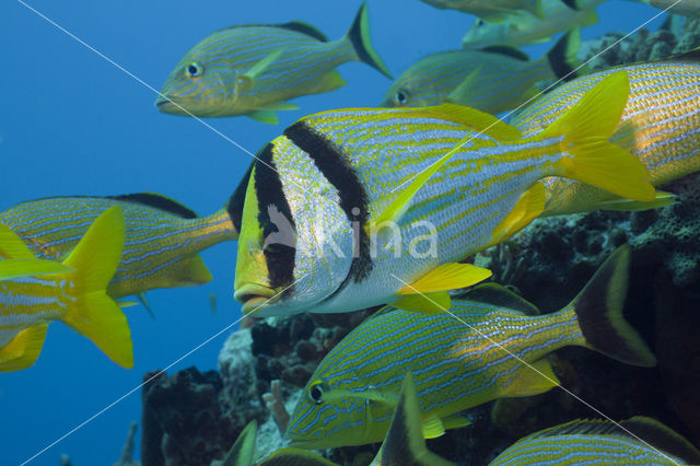 Porkfish (Anisotremus virginicus)