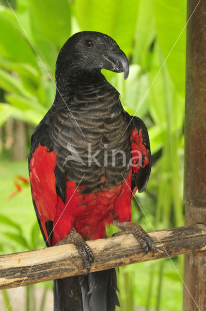 Pesquet’s Parrot (Psittrichas fulgidus)