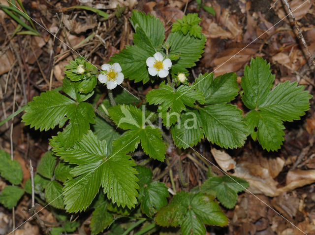 Bosaardbei (Fragaria vesca)