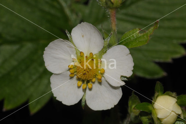 Bosaardbei (Fragaria vesca)