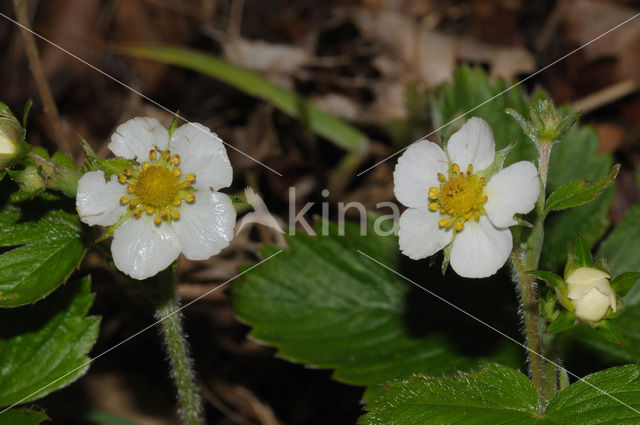 Bosaardbei (Fragaria vesca)