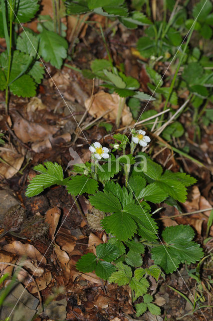 Bosaardbei (Fragaria vesca)