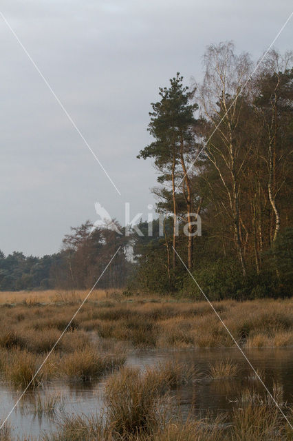 Boswachterij Ommen