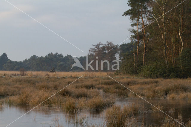 Boswachterij Ommen