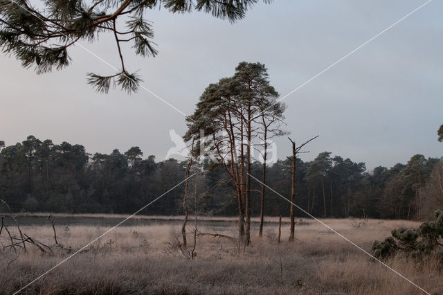 Boswachterij Ommen