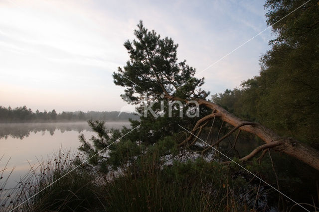 Boswachterij Staphorst