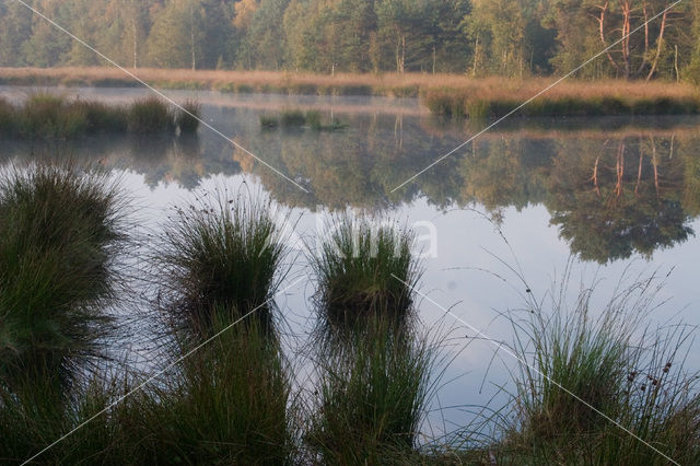Boswachterij Staphorst