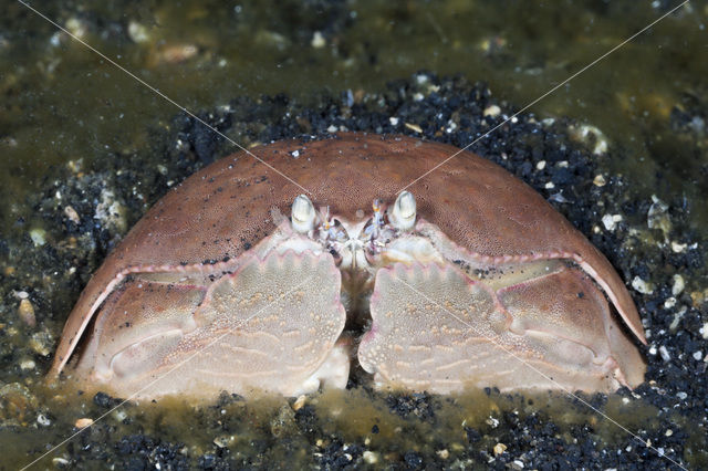 Box Crab (Calappa calappa)