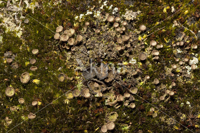 Gray's cup lichen (Cladonia grayi)