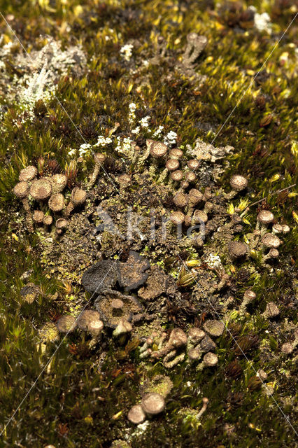 Gray's cup lichen (Cladonia grayi)