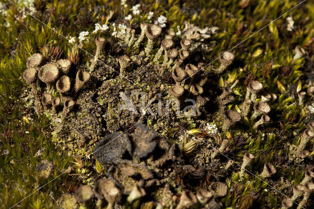 Gray's cup lichen (Cladonia grayi)