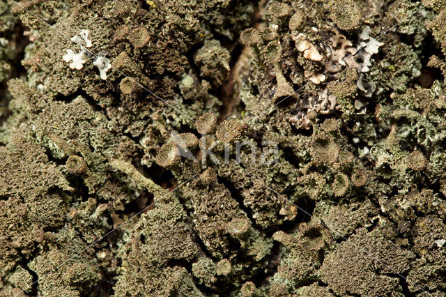 Gray's cup lichen (Cladonia grayi)