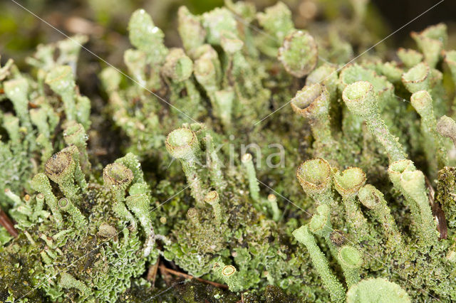 Gray's cup lichen (Cladonia grayi)