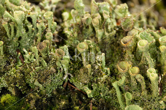 Gray's cup lichen (Cladonia grayi)