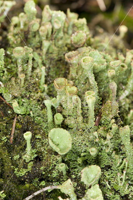 Gray's cup lichen (Cladonia grayi)