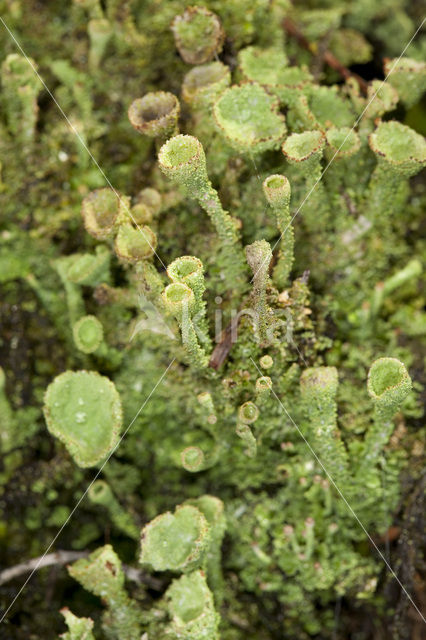 Bruin bekermos (Cladonia grayi)