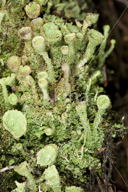 Gray's cup lichen (Cladonia grayi)