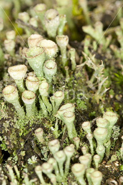 Bruin bekermos (Cladonia grayi)