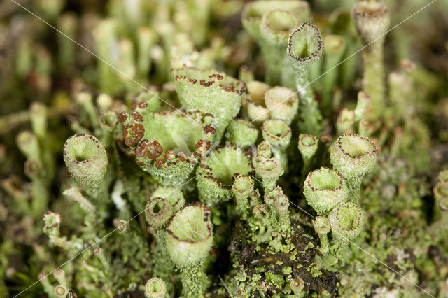 Bruin bekermos (Cladonia grayi)