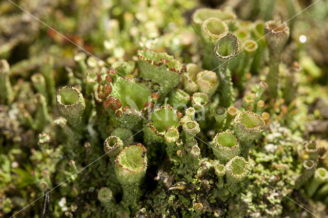 Gray's cup lichen (Cladonia grayi)