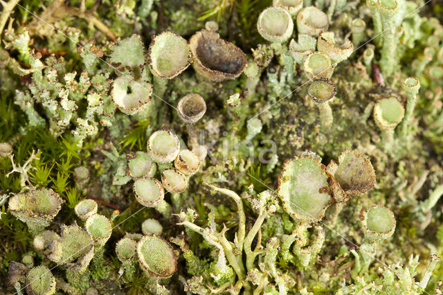 Gray's cup lichen (Cladonia grayi)