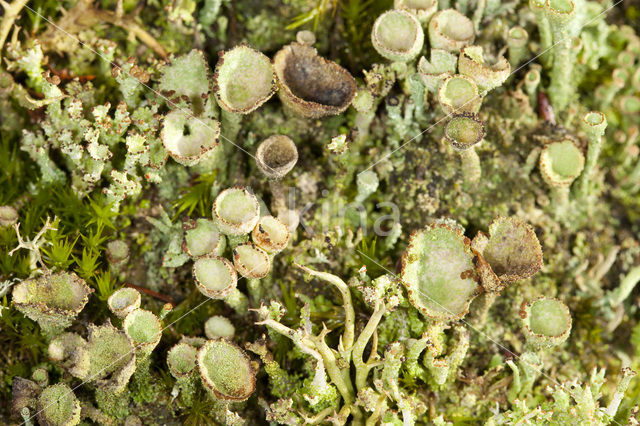 Bruin bekermos (Cladonia grayi)