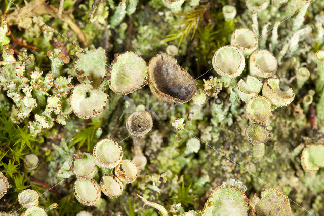 Gray's cup lichen (Cladonia grayi)