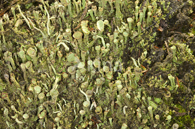 Bruin bekermos (Cladonia grayi)