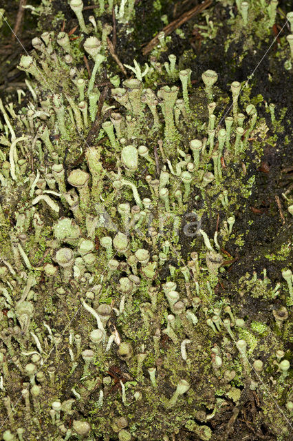 Bruin bekermos (Cladonia grayi)