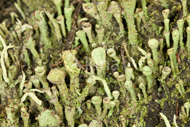 Gray's cup lichen (Cladonia grayi)