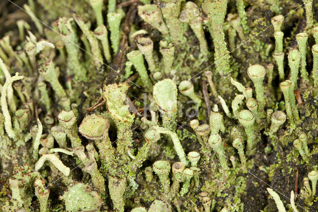 Bruin bekermos (Cladonia grayi)