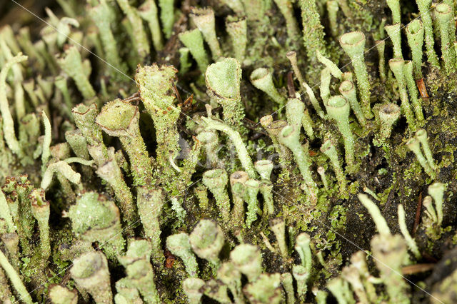 Bruin bekermos (Cladonia grayi)