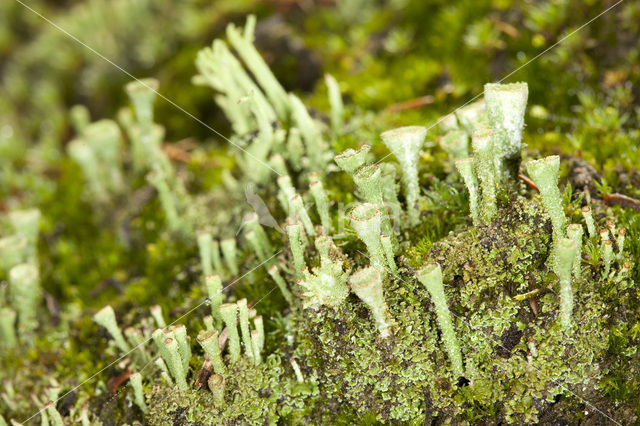 Bruin bekermos (Cladonia grayi)