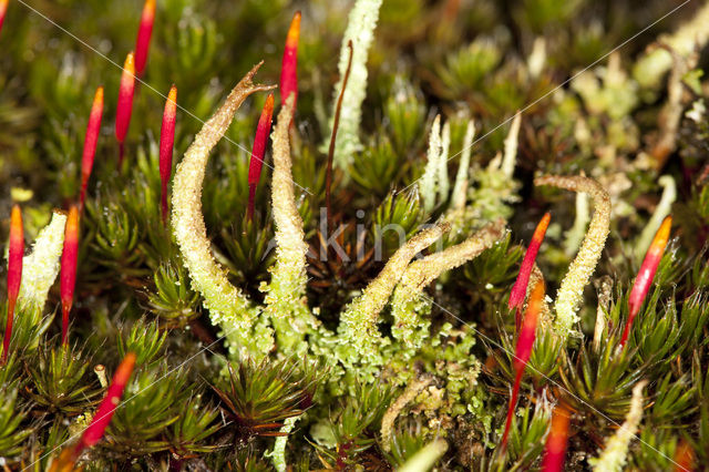 Cladonia glauca