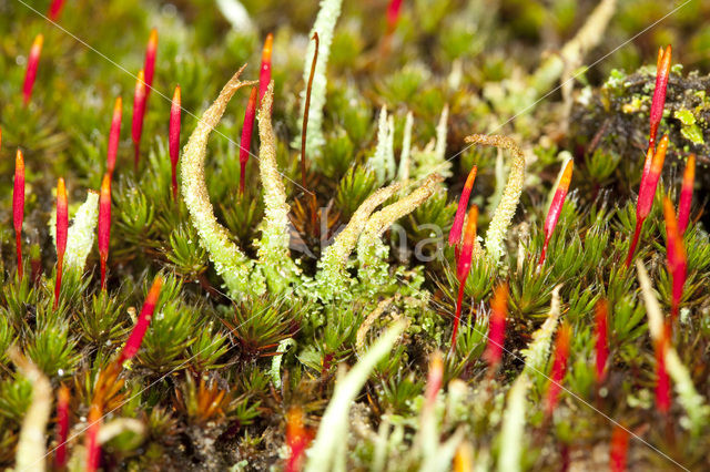 Cladonia glauca