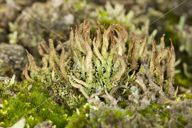 Bruin heidestaartje (Cladonia glauca)