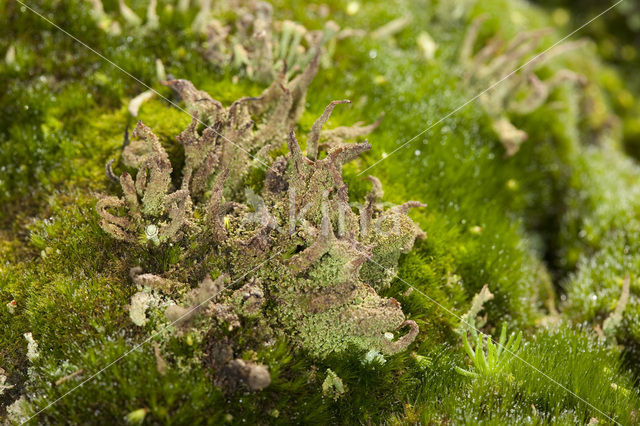 Cladonia glauca