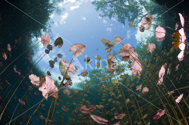 Car Wash Cenote